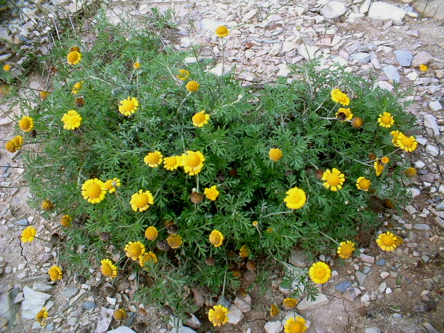 Cota tinctoria / Camomilla per tintori